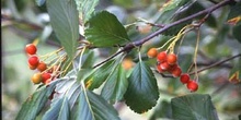 Mostajo (Sorbus aria)