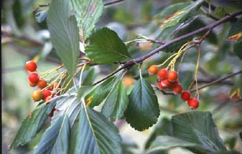 Mostajo (Sorbus aria)