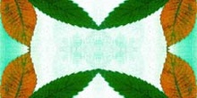 Simetría vertical verdosa