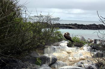 Nido de piqueros y barco de crucero turístico al fondo, Ecuador