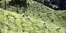 Recogida de la hoja en una plantación de té, Darjeeling, India