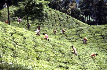 Recogida de la hoja en una plantación de té, Darjeeling, India