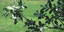 Sauce cabruno - Hojas (Salix caprea)