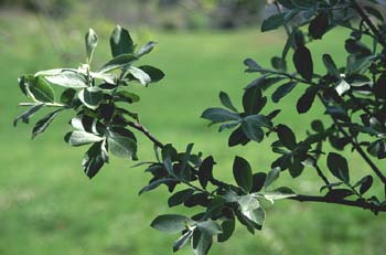 Sauce cabruno - Hojas (Salix caprea)