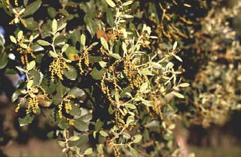 Encina - Flor masc. (Quercus ilex)