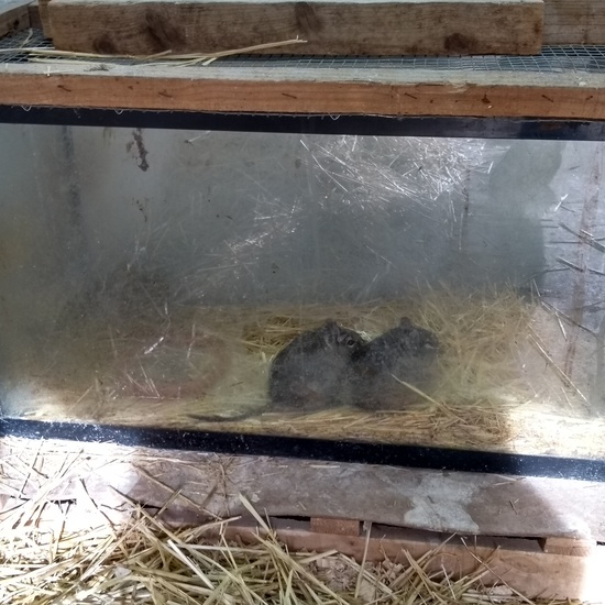 Granja de los Cuentos Infantiles I 35