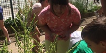 2019_06_11_4º observa insectos en el huerto_1_CEIP FDLR_Las Rozas 10
