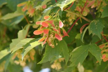 Arce blanco - Fruto (Acer pseudoplatanus)