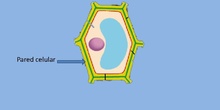 Pared celular vegetal  (eucariota vegetal)