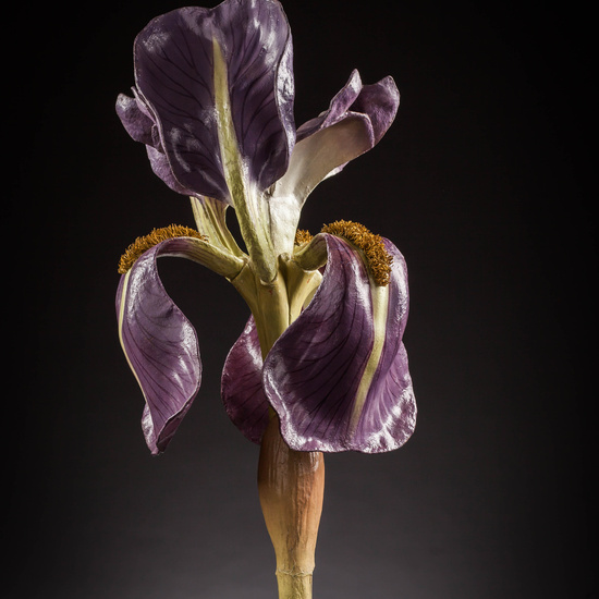 IES_SANISIDRO_MUSEO_Botanica_031