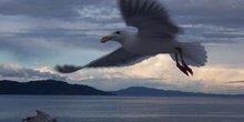 Gaviota, Parque de las Islas del Golfo, Victoria