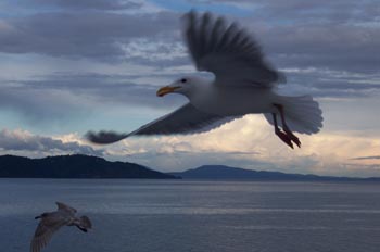 Gaviota, Parque de las Islas del Golfo, Victoria