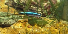 Gobio neon (Gobiosoma oceanops)