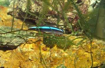 Gobio neon (Gobiosoma oceanops)