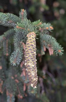 Falso Abeto / Picea - Piñas (Picea sp.)