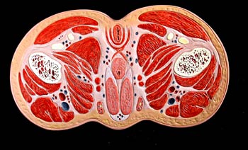 Sección superior  tercio cadera