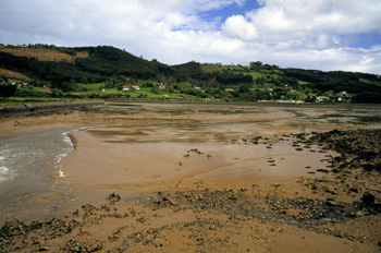 Llanuras fangosas de la ría de Villaviciosa, Principado de Astur