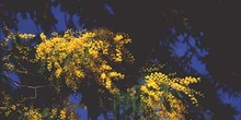 Mimosa - Flor (Acacia dealbata)