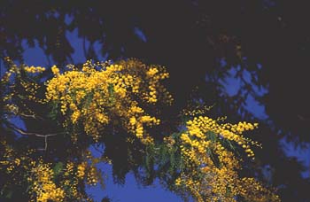 Mimosa - Flor (Acacia dealbata)