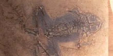 Rana pueyoi (Anfibio) Mioceno