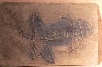 Rana pueyoi (Anfibio) Mioceno