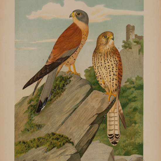 IES_CARDENALCISNEROS_AVES_LAMINAS_167