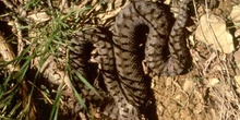 Víbora áspid (Vipera aspis)