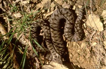 Víbora áspid (Vipera aspis)