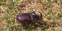 Escarabajo rinoceronte (Oryctes nasicornis)