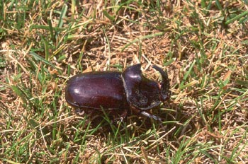 Escarabajo rinoceronte (Oryctes nasicornis)