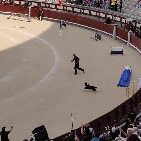 Las Ventas 2019 16