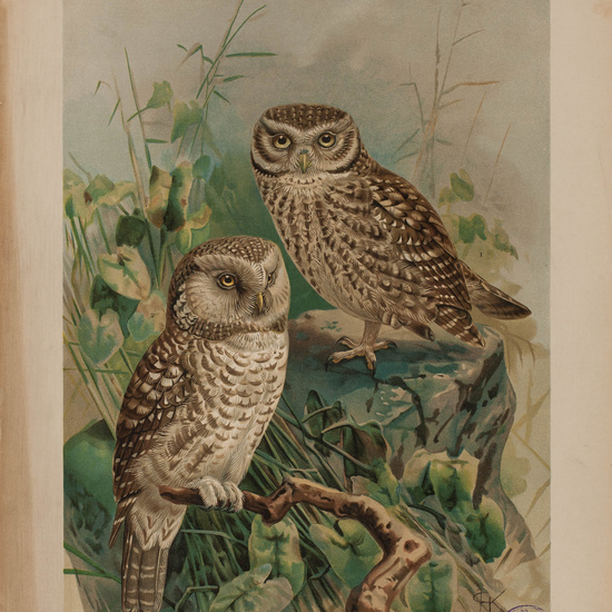 IES_CARDENALCISNEROS_AVES_LAMINAS_154