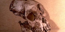 Proconsul africanus (Mamífero-Homínido) Mioceno