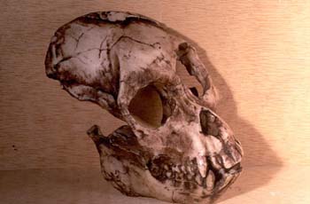 Proconsul africanus (Mamífero-Homínido) Mioceno