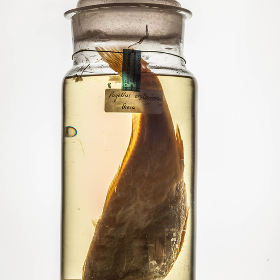 IES_CARDENALCISNEROS_CIENCIASNATURALES_177