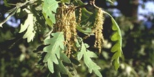 Rebollo / melojo - Flor masc. (Quercus pyrenaica)