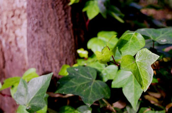 Hojas de tipo compuesto