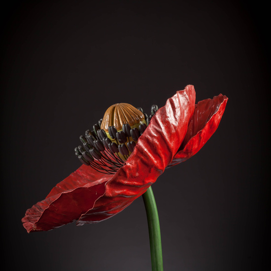 IES_CARDENALCISNEROS_BOTANICA_III_MODELOS_070