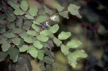 Algarrobo - Hoja (Ceratonia siliqua)