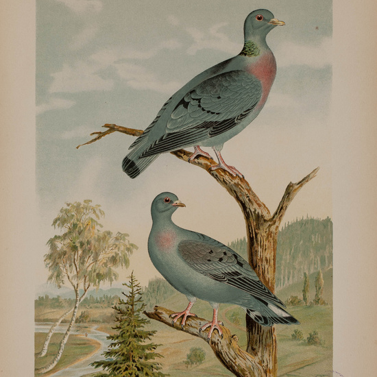 IES_CARDENALCISNEROS_AVES_LAMINAS_221