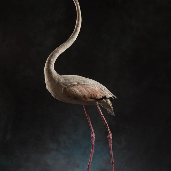 IES_SANISIDRO_MUSEO_Aves_155