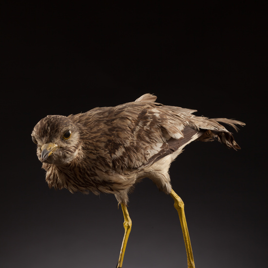 IES_CERVANTES_BIOLOGIA_028