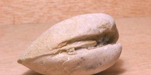 Bivalvo (Molusco-Bivalvo) Mioceno