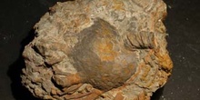 Trybliocrinus flatheanus (Crinoideo) Devónico