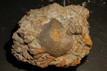 Trybliocrinus flatheanus (Crinoideo) Devónico