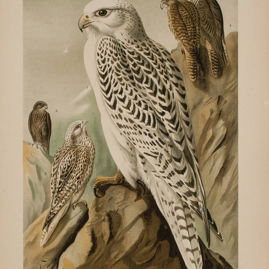 IES_CARDENALCISNEROS_AVES_LAMINAS_161