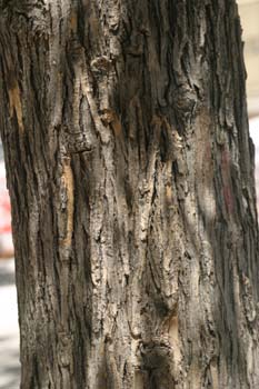 Falsa acacia de Japón - Tronco (Sophora japonica)