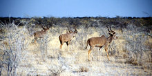 Trío de Kudús, Namibia