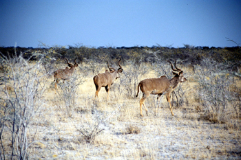 Trío de Kudús, Namibia