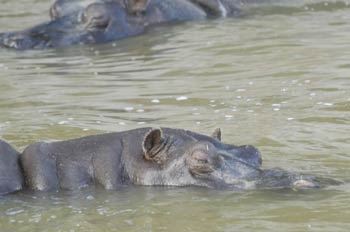 Hipopótamo